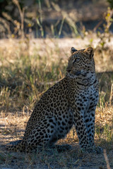 a beautiful young female leopard try to hunt in Moremi Game Reserve in Botswana