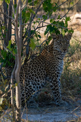 a beautiful young female leopard try to hunt in Moremi Game Reserve in Botswana