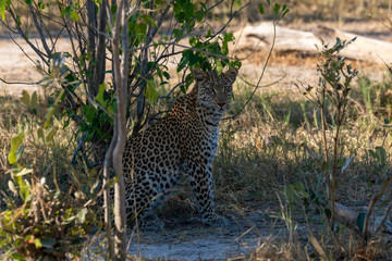 a beautiful young female leopard try to hunt in Moremi Game Reserve in Botswana