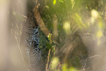 a beautiful young female leopard try to hunt in Moremi Game Reserve in Botswana