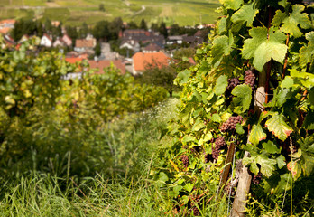 Fototapeta na wymiar Grapes of Alsace