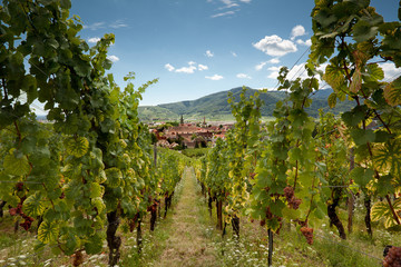 Fototapeta premium Wine village of Alsace