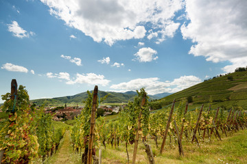 Fototapeta na wymiar French Alsace wine village