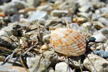 Sea shell on the beach Close up