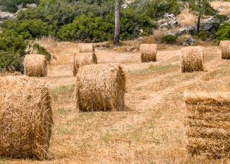 Fototapeta premium A round bale of straw for animal feed. Forage for livestock. Natural agricultural landscape of Cyprus