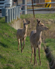 Naklejka na ściany i meble 道路脇に飛び出てきたエゾシカ（Yezo deer that jumped out to the side of the road）
