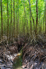 Trunks and roots in mangrove forest with small canal