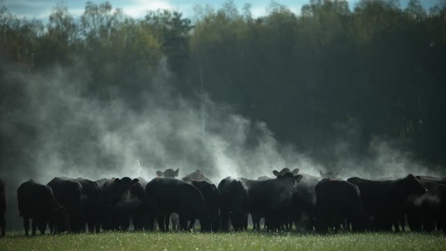 A herd of Black Angus bulls on a pasture in the early morning.
