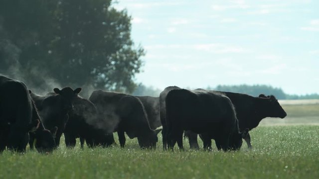 A herd of Black Angus bulls on a pasture in the early morning.