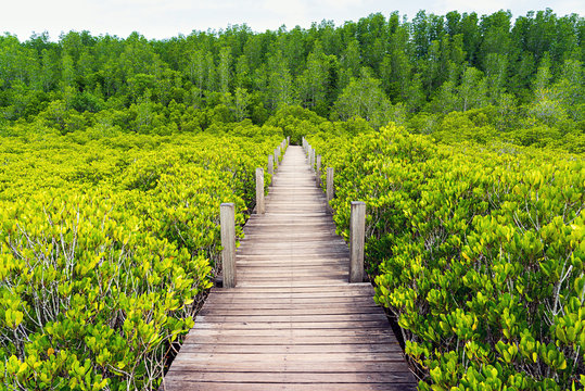 Wooden walkway and golden mangrove forest in Thailand