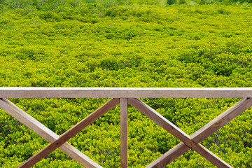 Golden mangrove field with defocused wooden handrail
