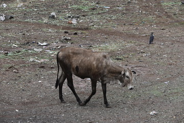 Fototapeta premium brown cow