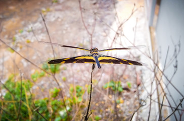kerala dragonfly Rhyothemis variegata beautiful sitting on a thulasi plant the died because of drought in availability of water	