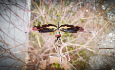 kerala dragonfly Rhyothemis variegata beautiful sitting on a thulasi plant the died because of drought in availability of water	