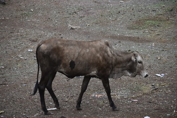 brown cow 