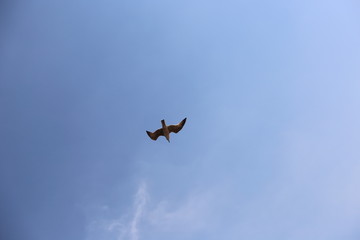 Ave en pleno vuelo