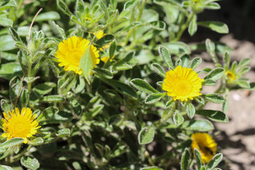 Pallenis maritima flower in garden blooming in spring
