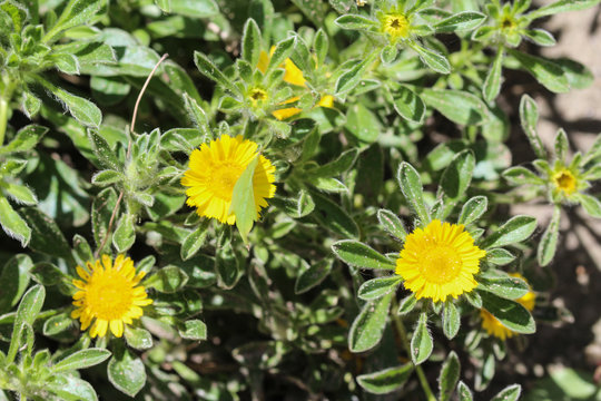 Pallenis maritima flower in garden blooming in spring
