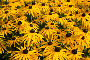 Close up of rudbeckia flowers