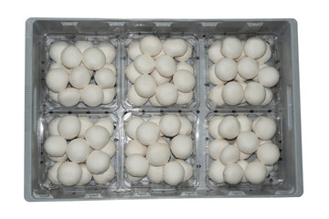 6 punnett of White button mushroom in 500 g. size, packing on gray plastic tray, isolated on white background.