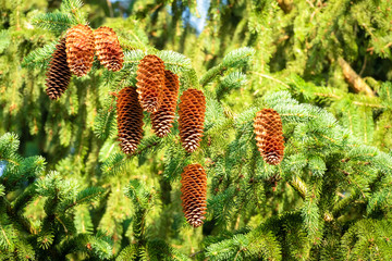 Pine cones on the tree