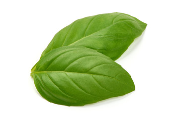 Fresh Green Basil Leaves, close-up, isolated on white background