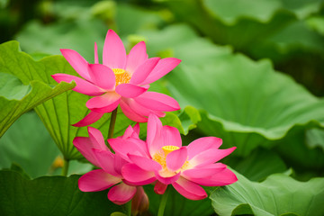 Lotus flowers blooming in the river