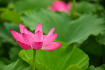 Obraz premium Lotus flowers blooming in the river