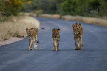 Pride of lion walking towards photographer