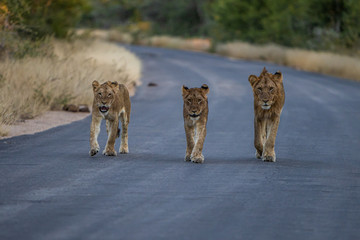 Pride of lion walking towards photographer