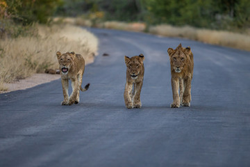 Pride of lion walking towards photographer