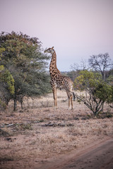 giraffe in serengeti national park tanzania africa
