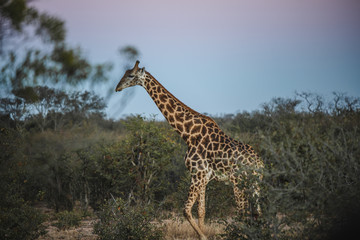giraffe in south africa