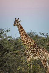 Naklejka na ściany i meble giraffe in south africa