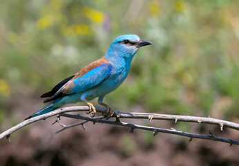 Close-up and vivid photos of the European roller (Coracias garrulus) are sitting on a branch on a beautiful blurred background. Bright colors and detailed pictures