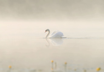 White swan swims through the calm water of the lake in the fog. High key and unusual photo composition