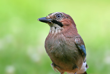 close up portrait of a eurasian jay sitting next to a photographer. Full colors and unusual angle