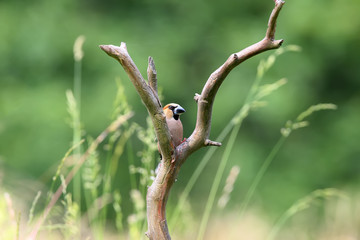 A male hawfinch (Coccothraustes coccothraustes) sits on a thick branch against a background of blurred grass. Unusual angle and full-color photo