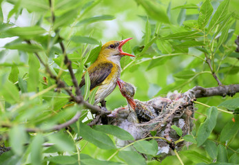Rare and unusual feeding shots of the oriole chicks  by the adult orioles
