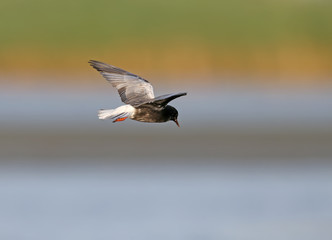 white-winged black tern (Chlidonias leucopterus or Chlidonias leucoptera) shot in flight against a blurred beautiful background.