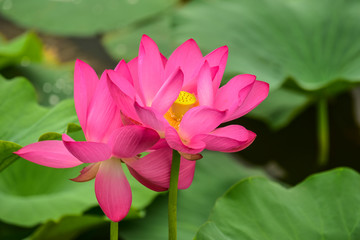 Fototapeta premium Lotus flowers blooming in the river