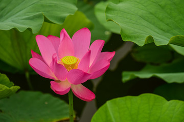 Lotus flowers blooming in the river