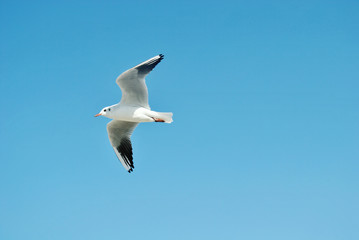 Seagull flying on beautiful blue sky