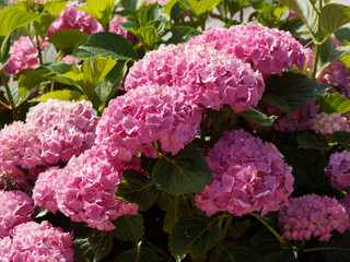 Hortensia des jardins 'Hydrangea macrophylla' avec inflorescence en boules roses décoratives