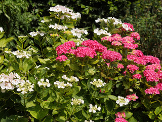 Fototapeta premium Hortensia des jardins 'Hydrangea macrophylla'