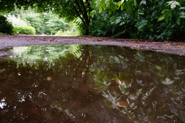 young maple in the Park refinery in Yaroslavl. Reflection in a puddle of. Low point shooting