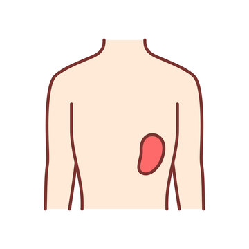 human torso with red spleen clip art preview