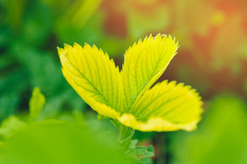 strawberry leaves background in a strawberry field