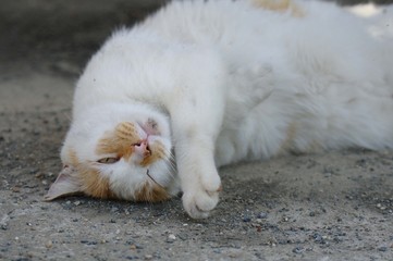 Fototapeta premium ゴローン！