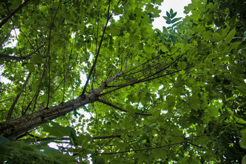 maple leaves against a blue sky.The Golden ring of Russia. Sunny summer day in Yaroslavl. Chestnut leaves against a blue sky.